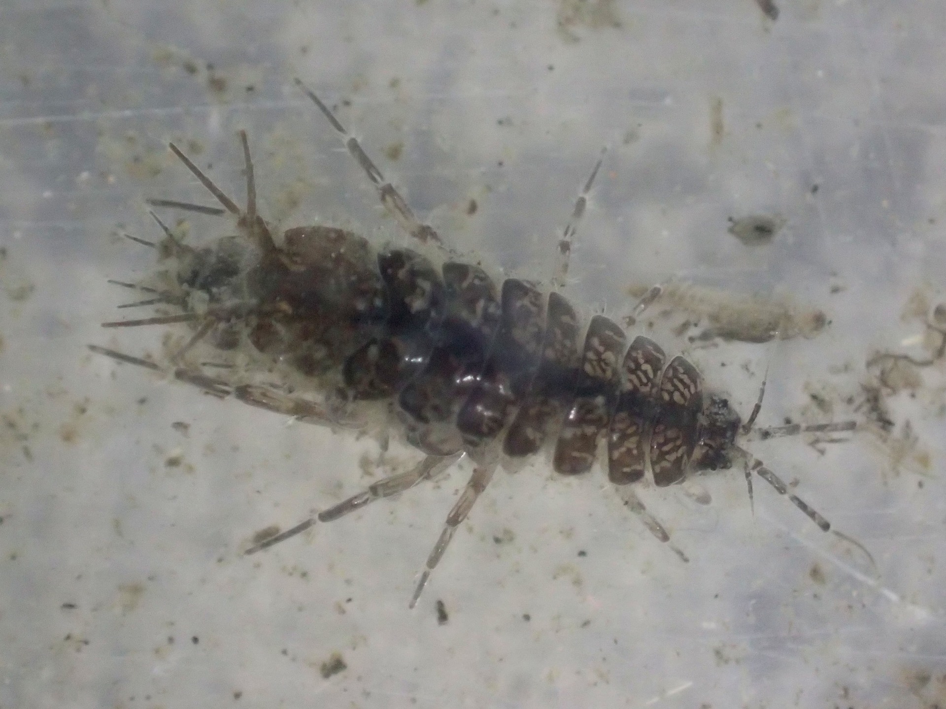 水の生き物 コーイチの庭日記