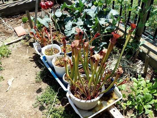 食虫植物17 コーイチの庭日記