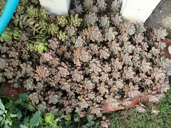 多肉植物 リトープス コーイチの庭日記