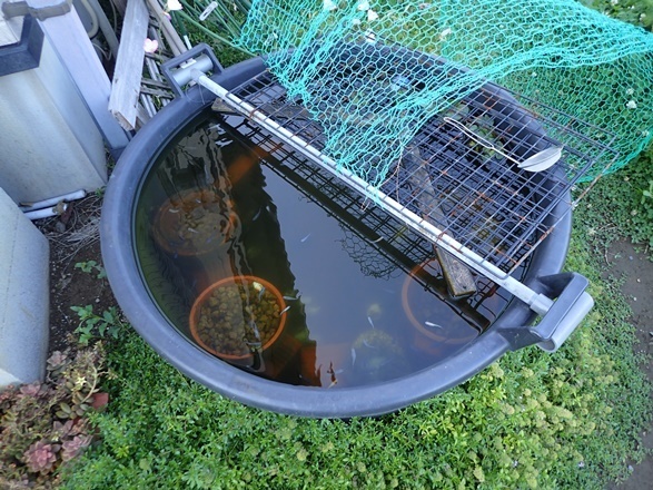 メダカ稚魚を親水槽に移動する 稚エビを確認する コーイチの庭日記