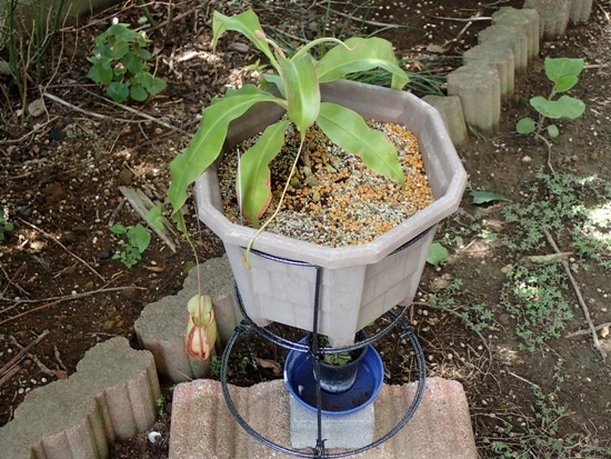 ウツボカズラの花が咲いたよ コーイチの庭日記